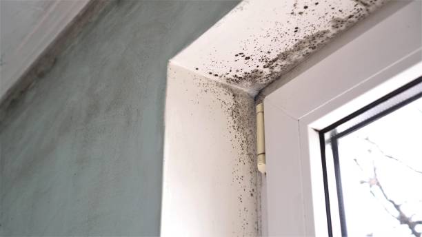 Best Localized Mold Remediation (e.g., coastal areas, humid climates) in Noroton, CT