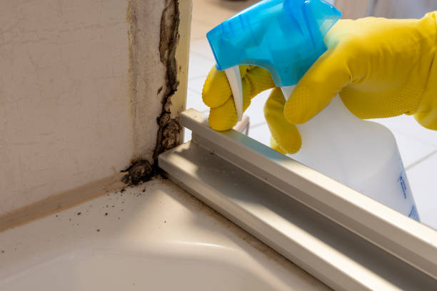 Best Emergency Mold Remediation in Noroton, CT