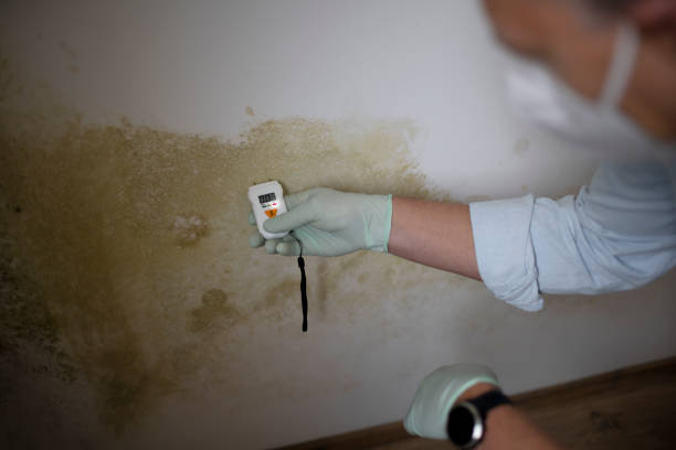 Best Commercial Mold Remediation in Noroton, CT