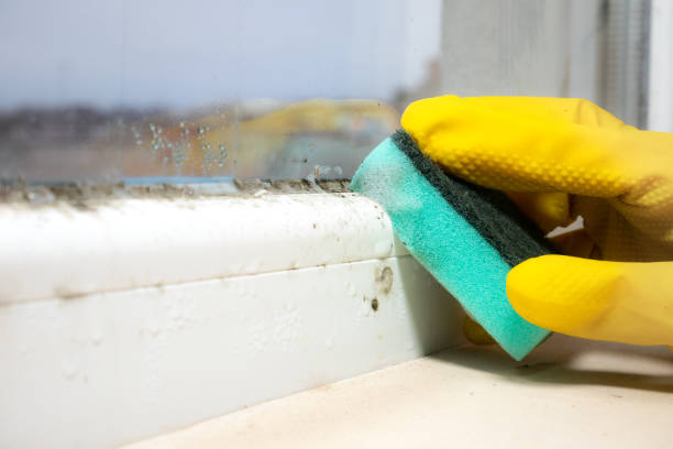 Best Bathroom Mold Remediation in Noroton, CT
