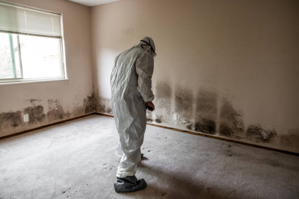 Best Preventive Mold Services in Noroton, CT