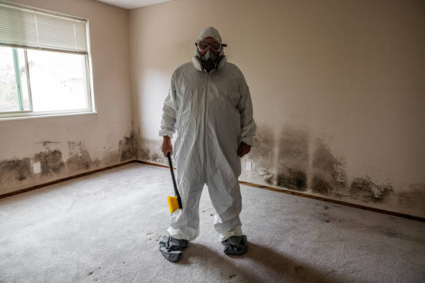Best Insurance-Related Mold Remediation in Noroton, CT