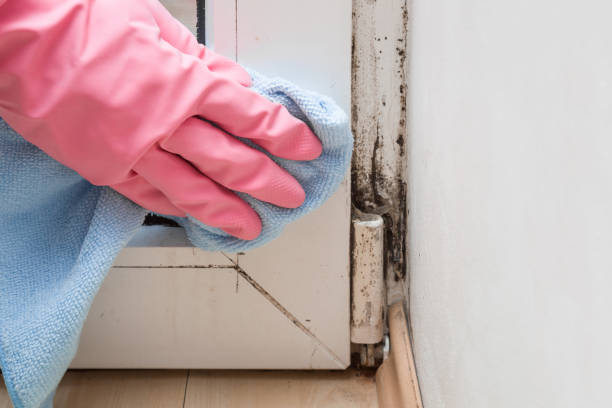 Best Mold Remediation for Schools in Noroton, CT